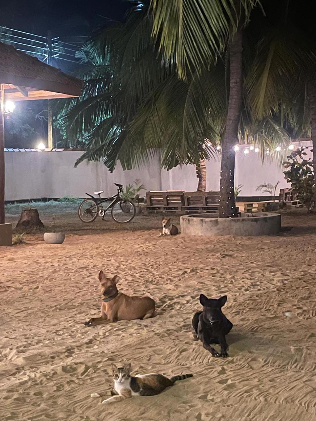 Sea Sand Resort Kalpitiya Exterior foto